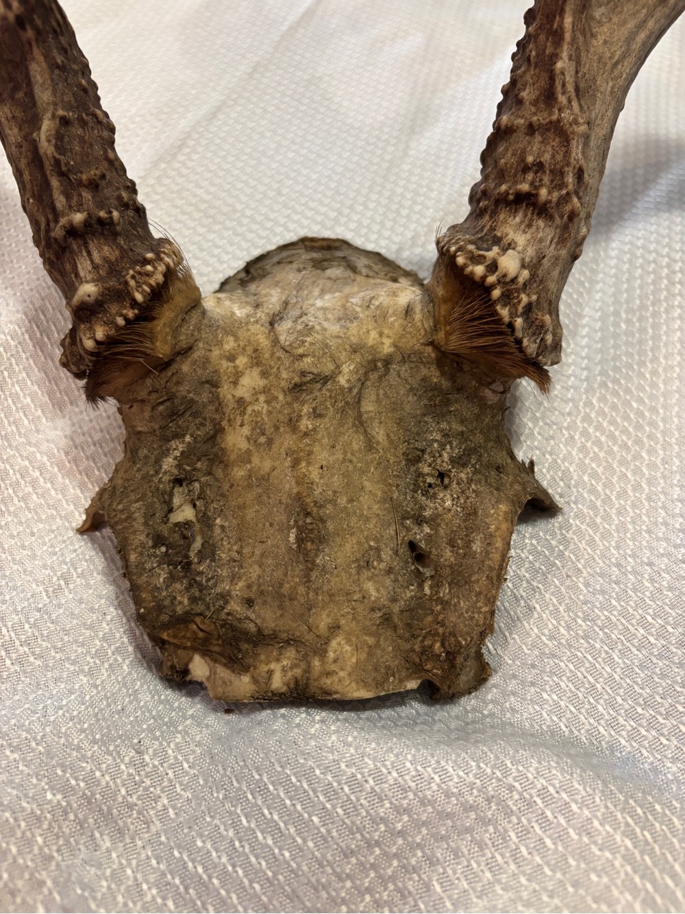 Texas White Tail Deer Antlers - Picture 9 of 10